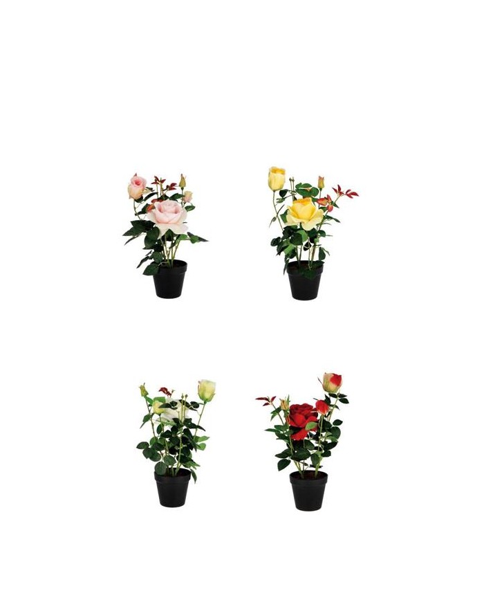 BOUQUET GERBER + SANGUINA...